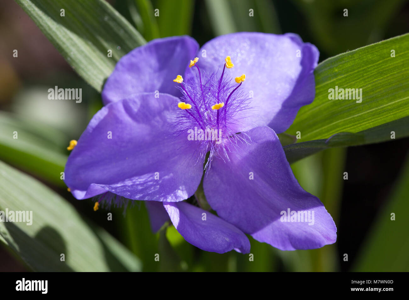 'Charlotte' Spiderwort, Tremastarblomma (Tradescantia virginiana) Stock Photo