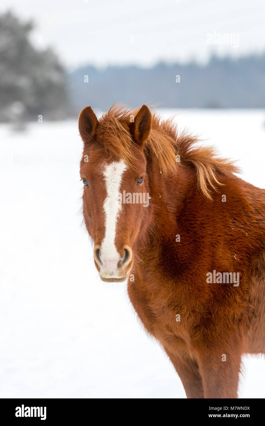 New Forest Pony in the Snow in the new Forest National Park near Beaulieu Stock Photo