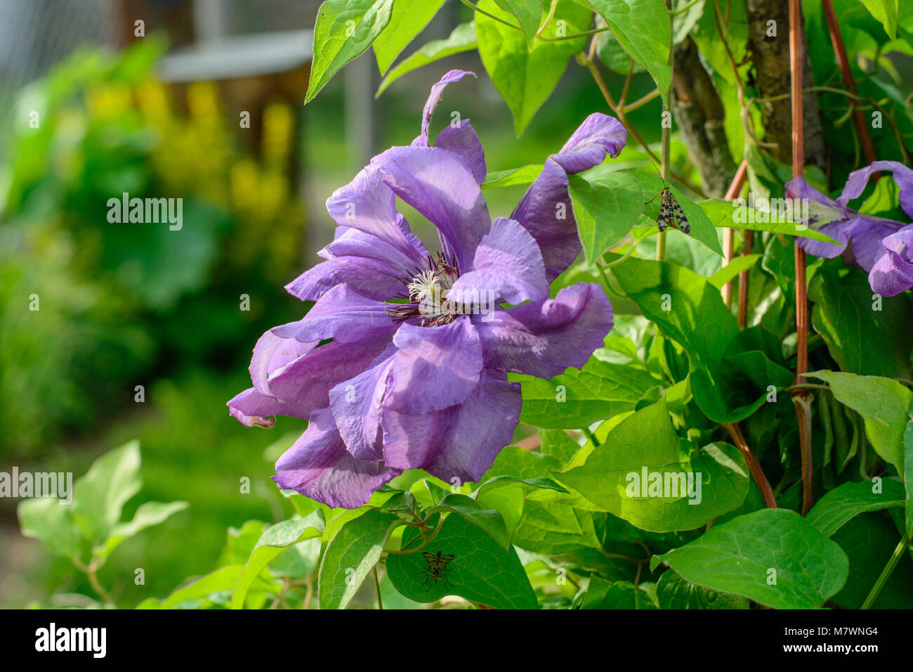 Beautiful purple clematis flowers in summer garden. Close up. Stock Photo
