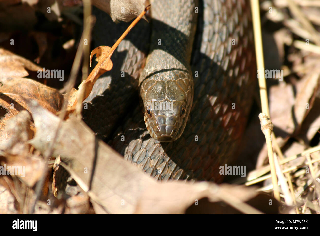 A Snake hiding in the leaves Stock Photo Alamy