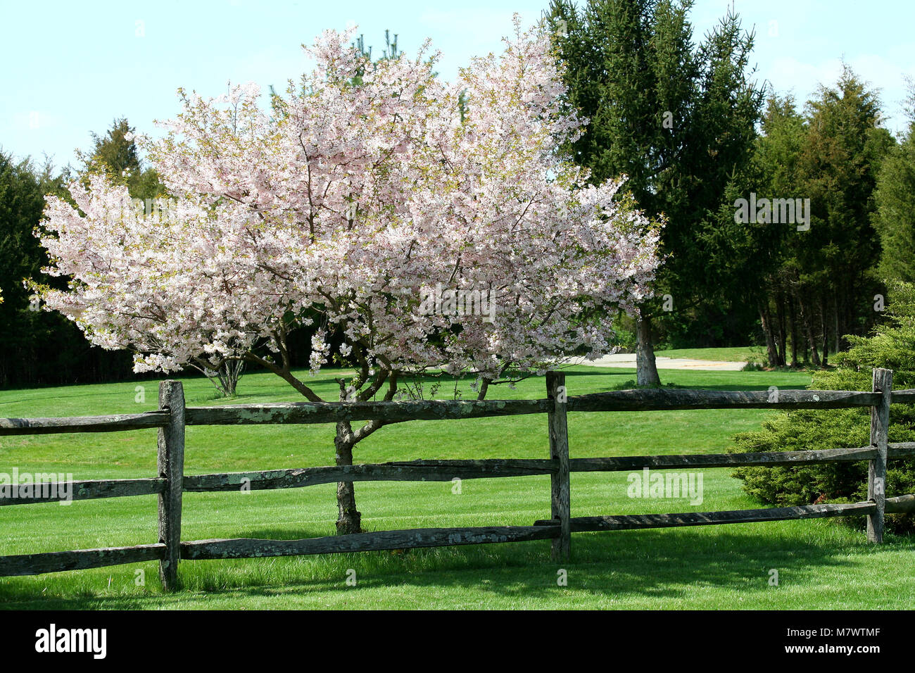 Tree fence flower hi-res stock photography and images - Alamy