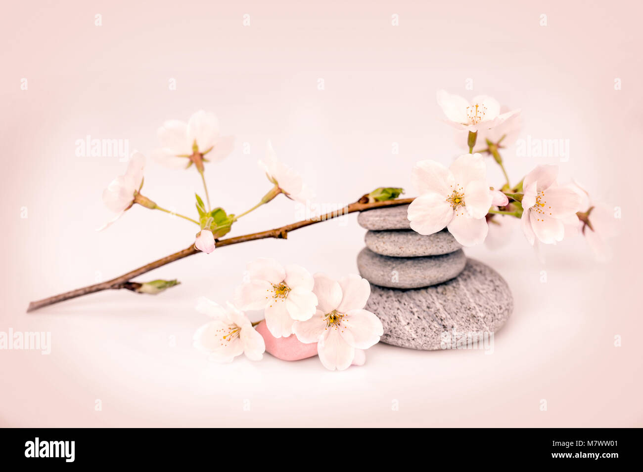 Cherry tree flower branch and pebbles, zen composition Stock Photo