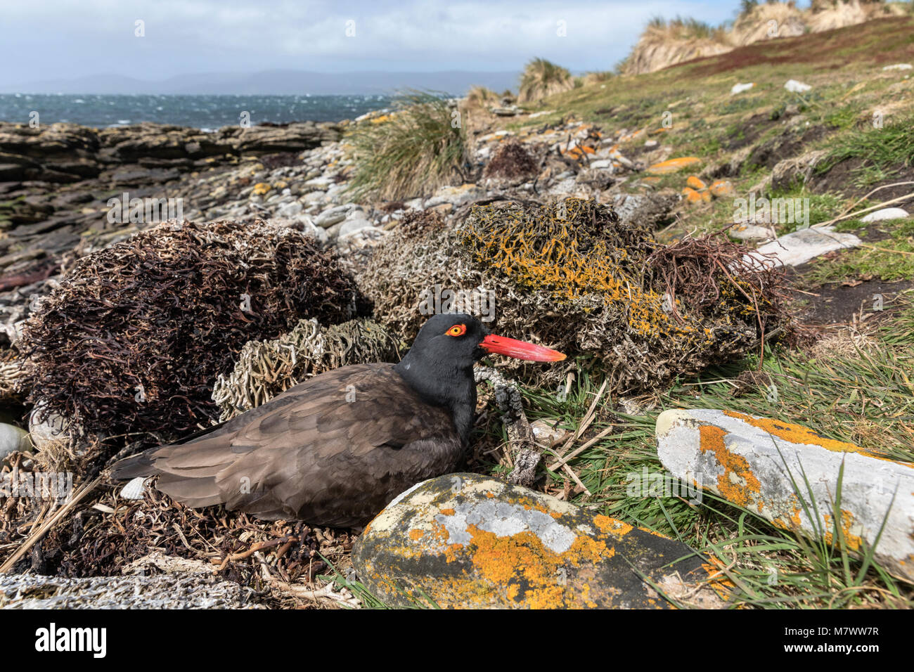 Oystercatcher habitat hires stock photography and images Alamy