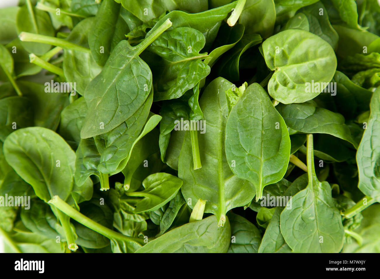 Baby spinach leaves Stock Photo - Alamy
