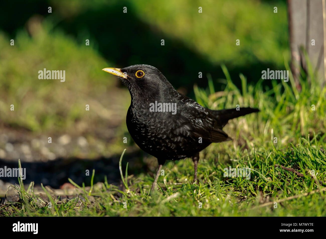 Blackbird is a species of true thrush hires stock photography and