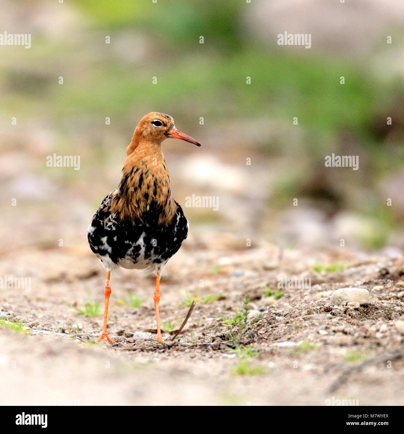 Single Ruff bird on grassy wetlands during a spring nesting period ...