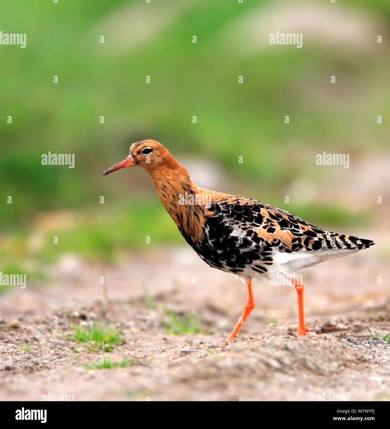Single Ruff bird on grassy wetlands during a spring nesting period ...