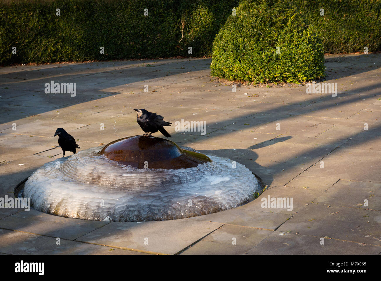 Ravens perching and drinking water on frozen iced small fountain in urban environment Stock Photo