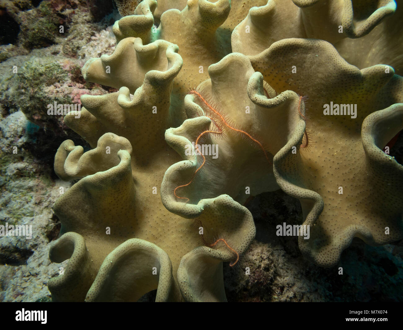 Suenson's Brittle Star, Ophiothrix suensonii, on rough leather coral,  Sarcophyton glaucum, Bathala, Maldives Stock Photo