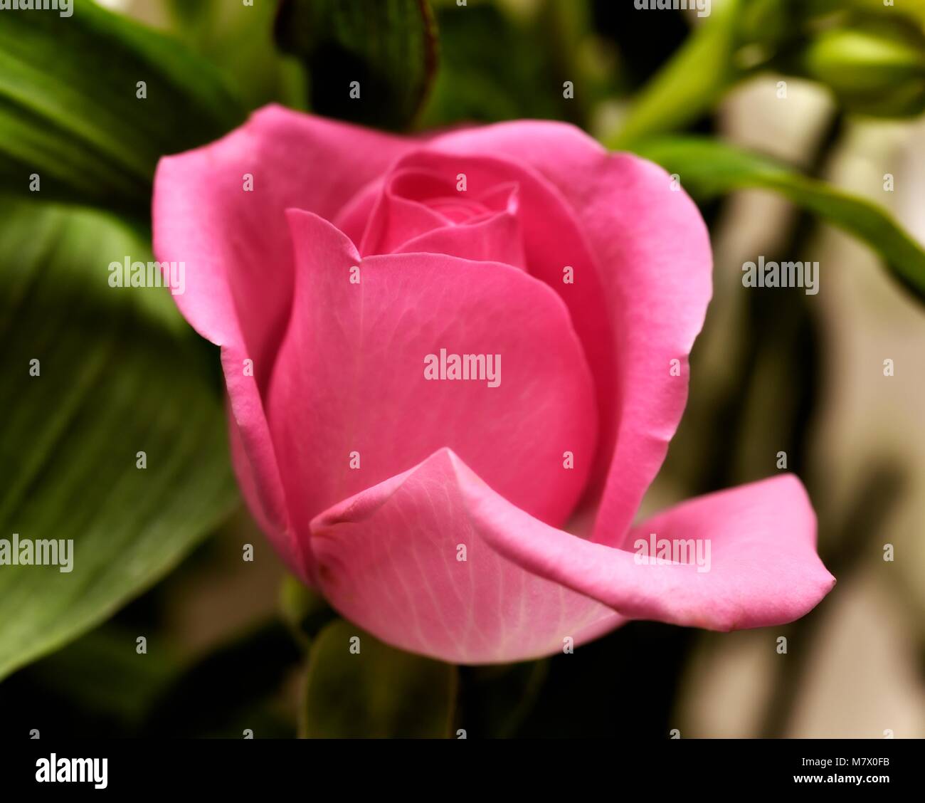 Rose side view hi-res stock photography and images - Alamy