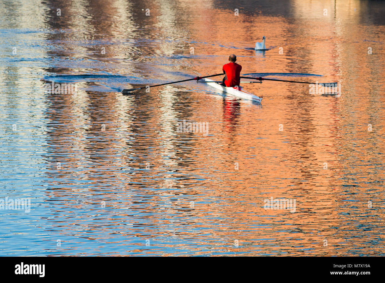 Swan Paddle Boat Stock Photos &amp; Swan Paddle Boat Stock ...