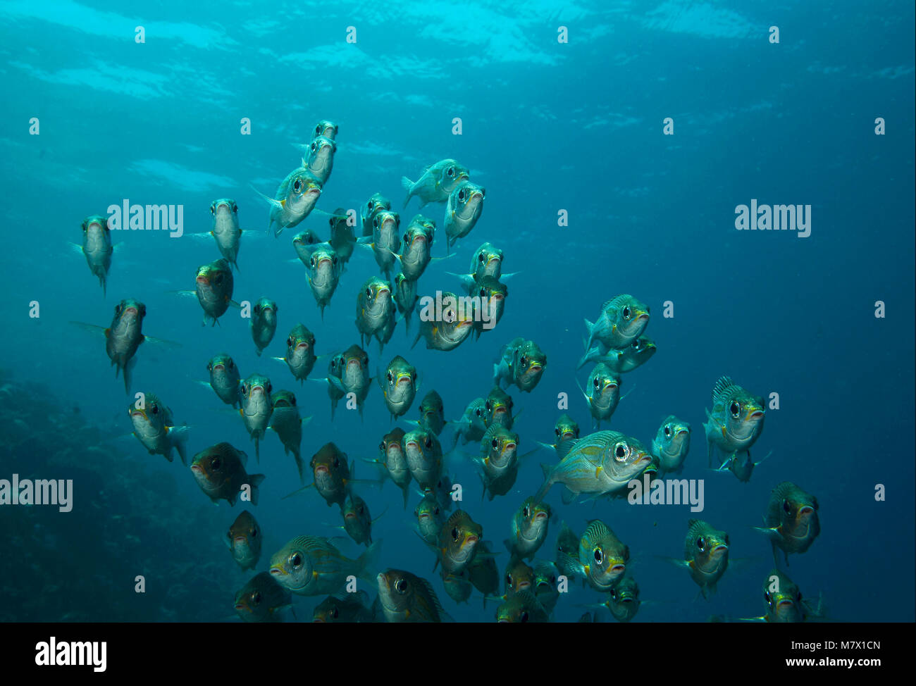 Shoal of Striped Large-eye Bream, Gnathodentex aureolineatus, on a tropical coral reef in Maldives, Indian Ocean Stock Photo