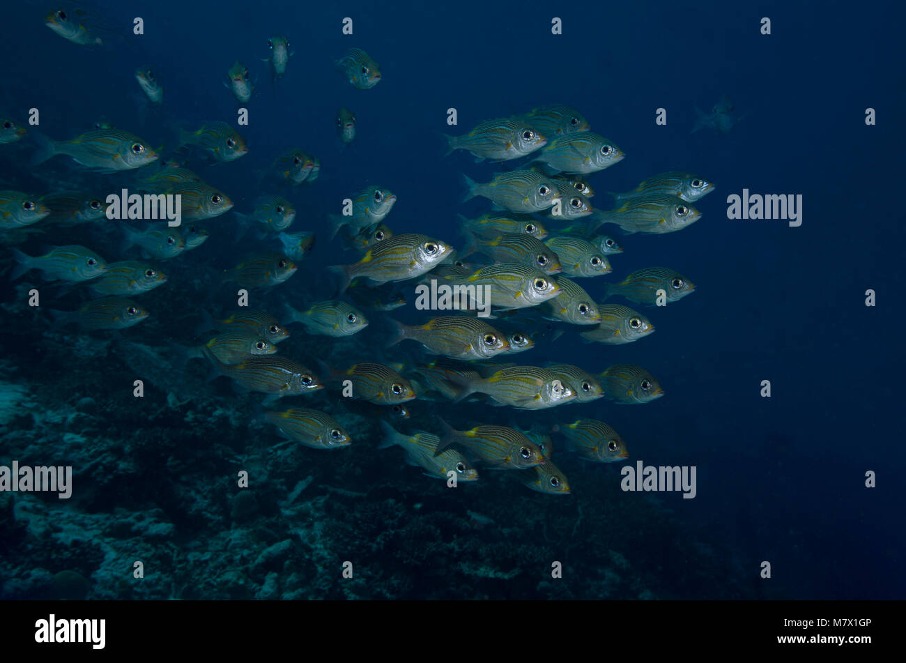 Shoal of Striped Large-eye Bream, Gnathodentex aureolineatus, on a tropical coral reef in Maldives, Indian Ocean Stock Photo