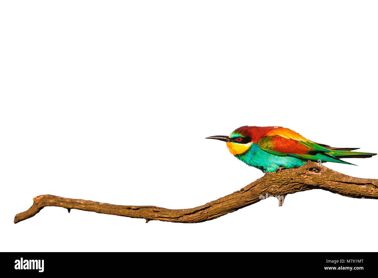 wonderful colored bird on branch dry wrinkled isolated on white , wild birds, design Stock Photo