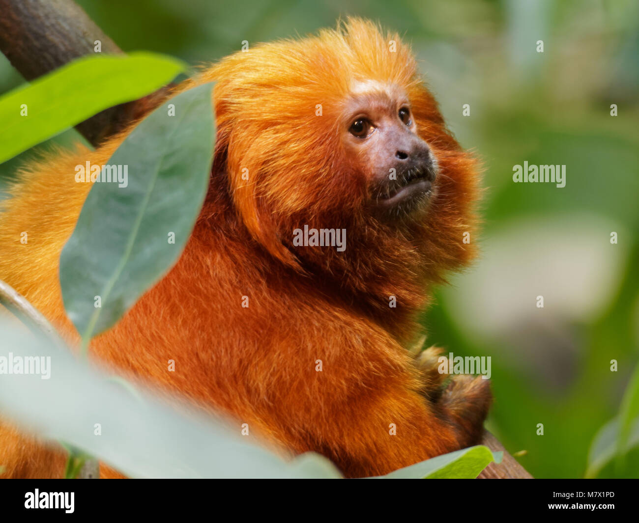 A Golden Lion Tamarin  at the Montreal Biodome, Quebec, Canada Stock Photo