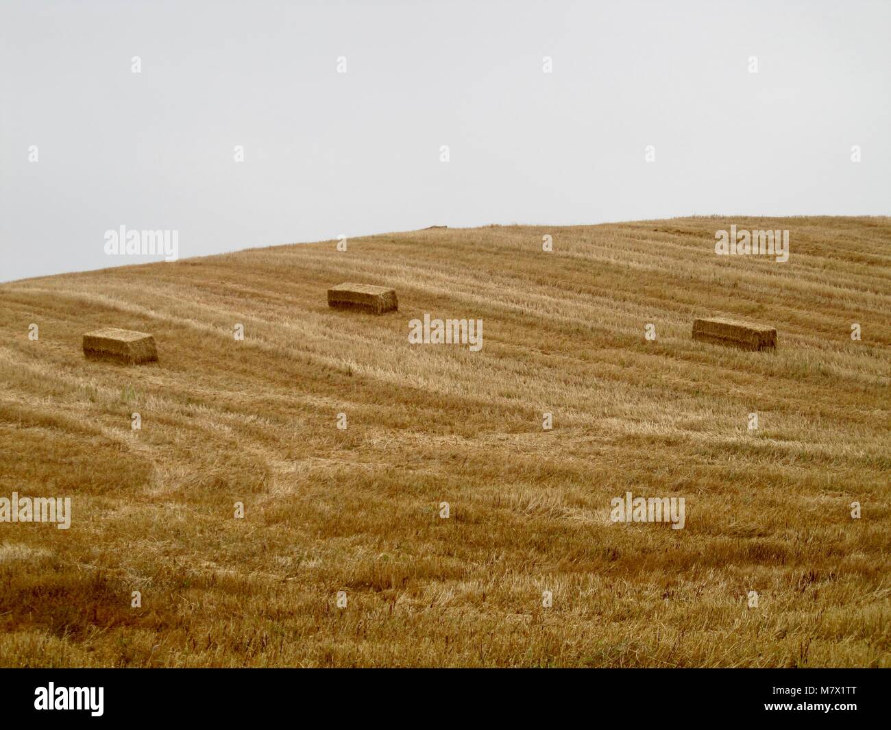 Campo de cereais após colheita. Wheat field. Stock Photo