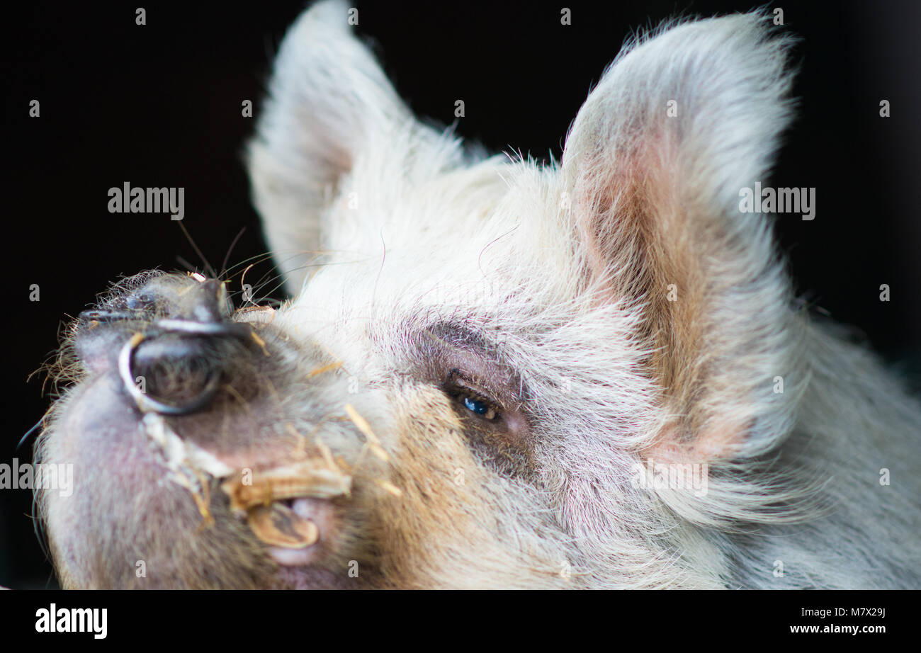 Angry looking pig with nose rings and tusk Stock Photo Alamy