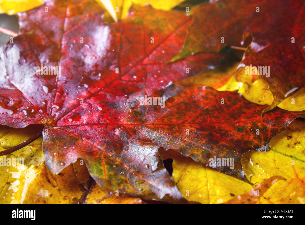 Yellow and orange autumn background with maple leaves Stock Photo - Alamy