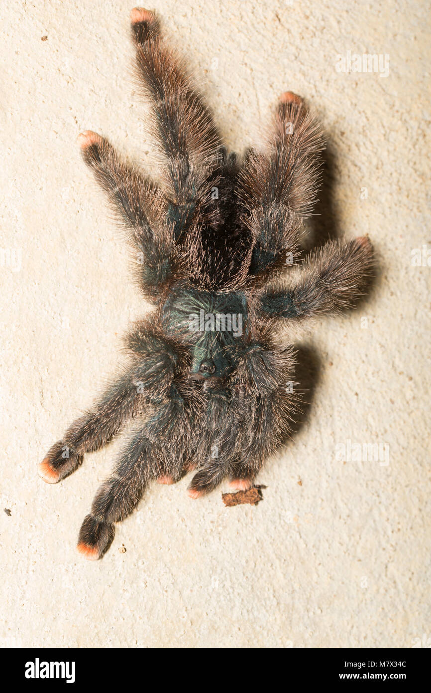 Pink toed taratulaAvicularia aviculariaRaleighvallen nature reserve Suriname South America