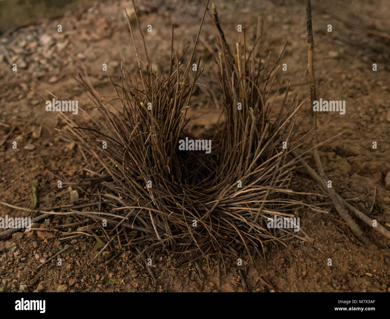 Hut like structure that the Flame bowerbird, form New Guinea, builds in order to attract the female Stock Photo