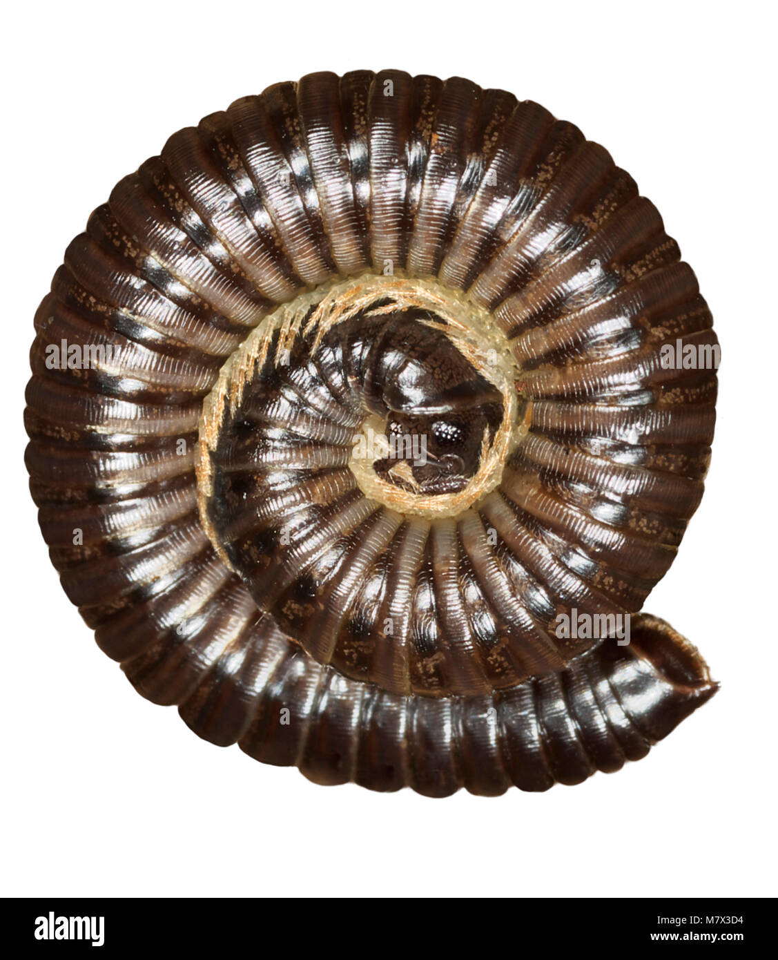Millipede many legged arthropod rolled up into a spiral to hide from Millipede many legged arthropod rolled up into a spiral to hide from