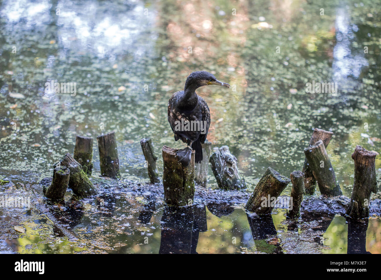 Big cormorant lake hires stock photography and images Alamy