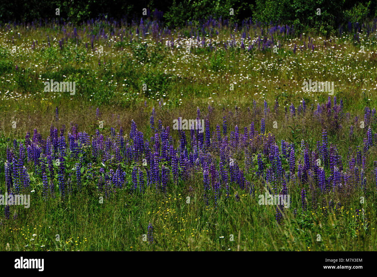 with purple flowers on a meadow and sunset. blossoming field wild ...