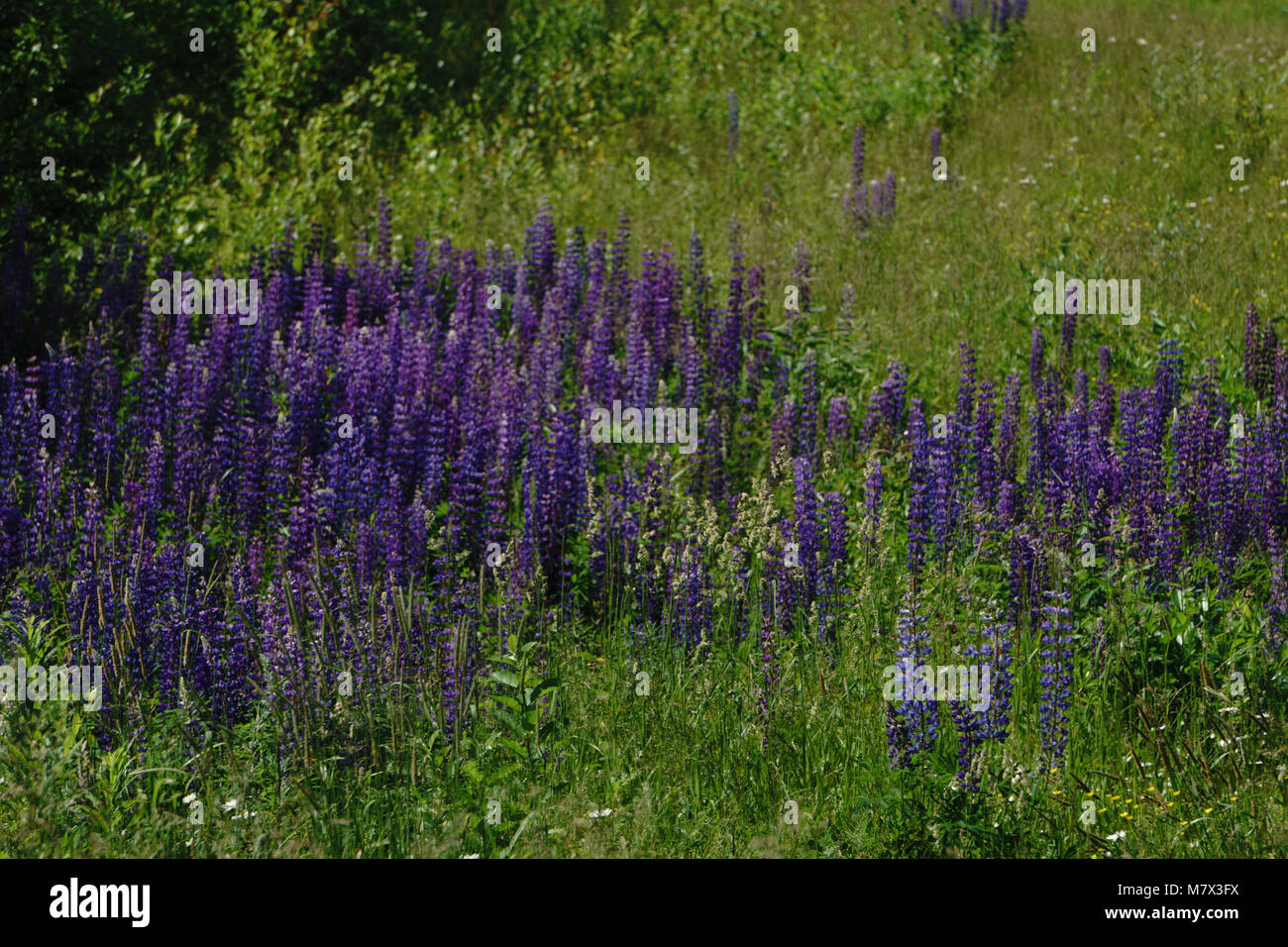 summer rural landscape with purple flowers on a meadow and sunset ...