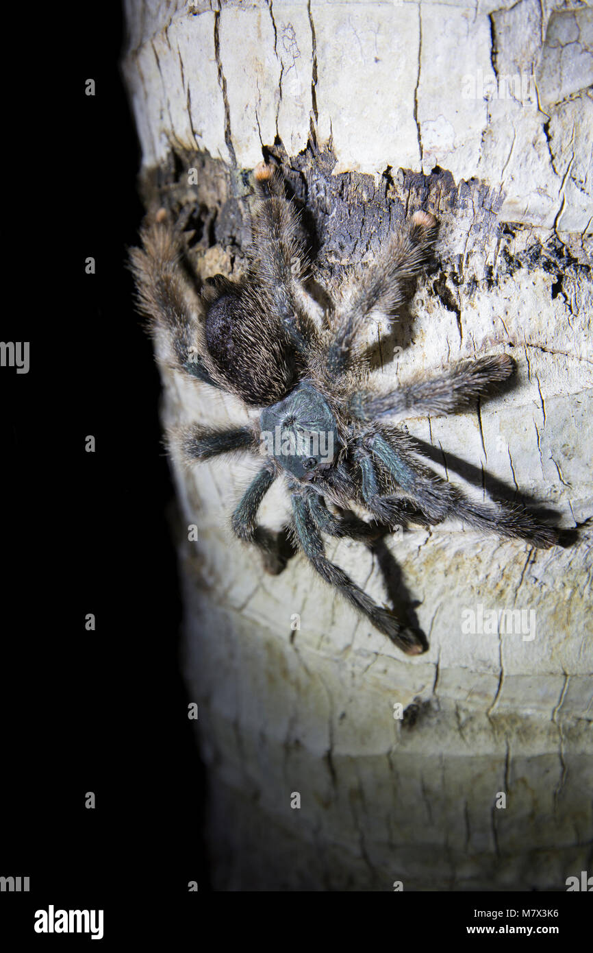 Pink toed tarantulaAvicularia aviculariaBotapassie, Suriname, South America Stock Photo Alamy