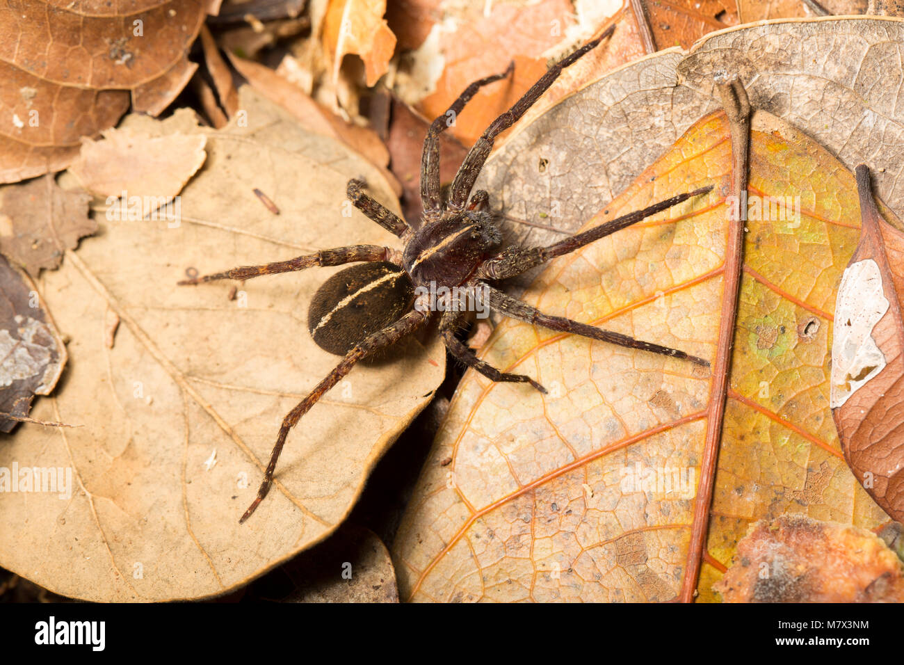 Spider in the jungle at Raleighvallen nature reserve, Suriname, South America Stock Photo