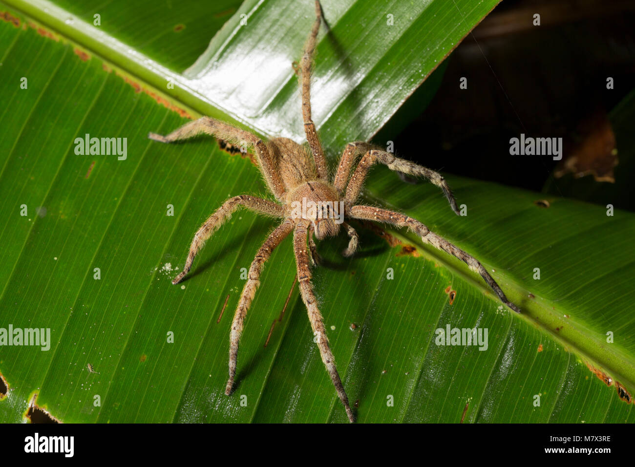 Spider in the jungle at Raleighvallen nature reserve, Suriname, South America Stock Photo