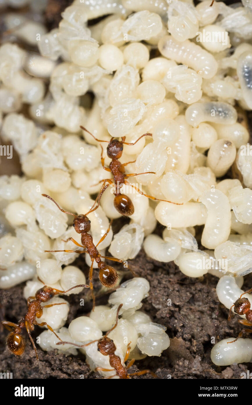 Worker ants with their larvas Stock Photo