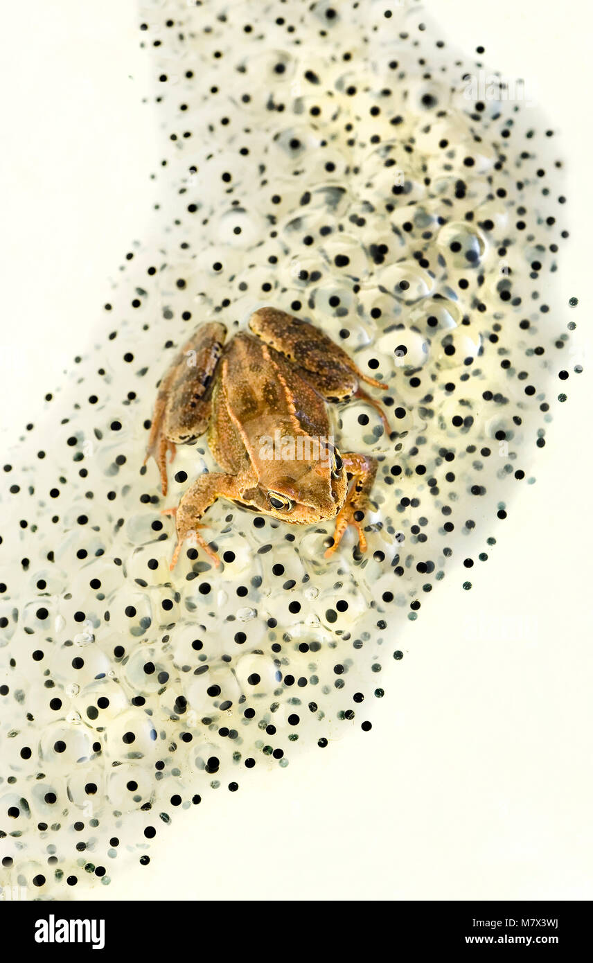 Eggs and frog thousands of eggs floating in a gelatinous pile, the