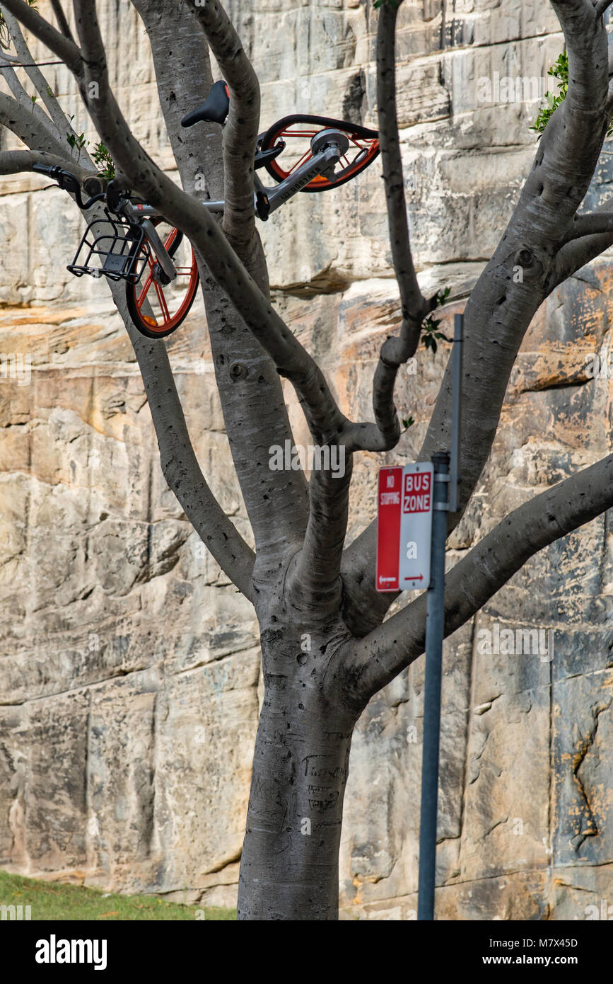 One of the many new hire bikes available in Sydney has been damaged and placed high in a tree in the inner city suburb of Pyrmont Stock Photo