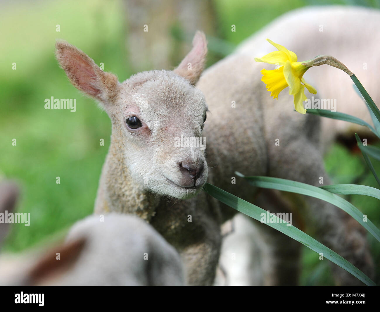 Newborn quadruplet lambs at Bocketts Farm, Fetcham, Thursday 30th March