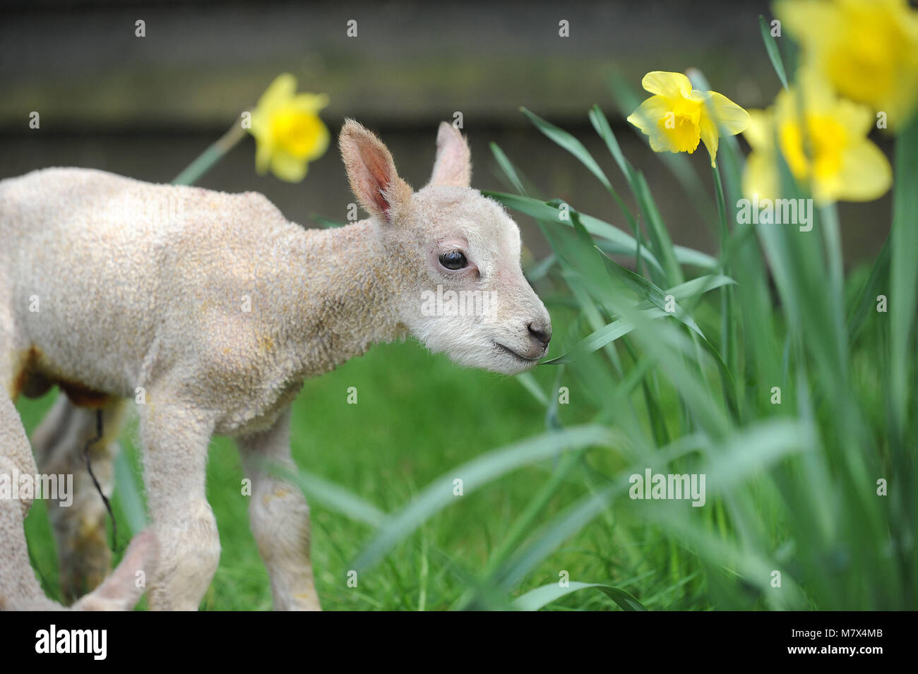 Newborn quadruplet lambs at Bocketts Farm, Fetcham, Thursday 30th March