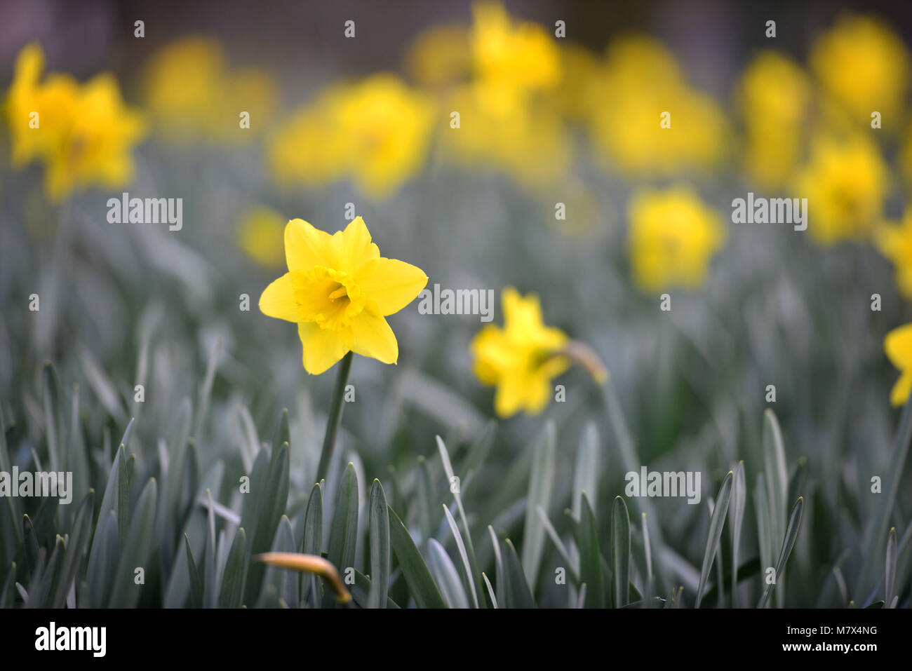 Manchester spring flowers hi-res stock photography and images - Alamy