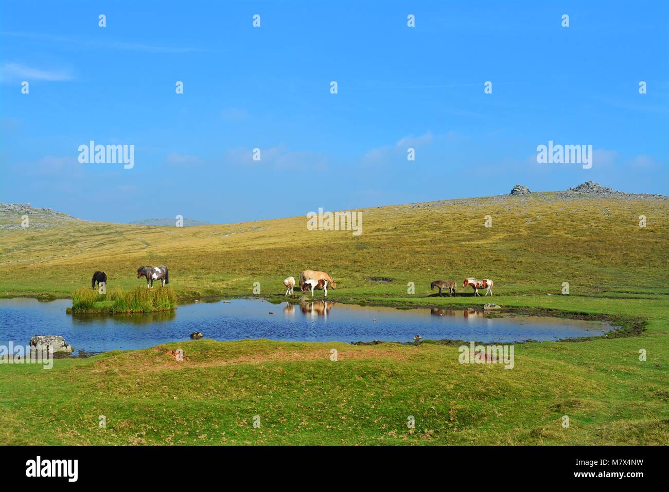 Dartmoor pony and foal grazing in Dartmoor National Park Devon