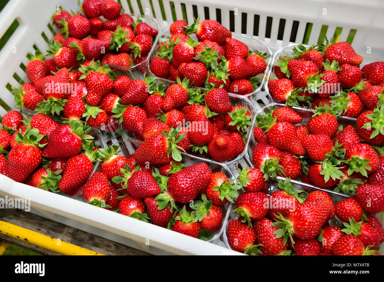 Guincourt (northern France) strawberries grown in soilless culture