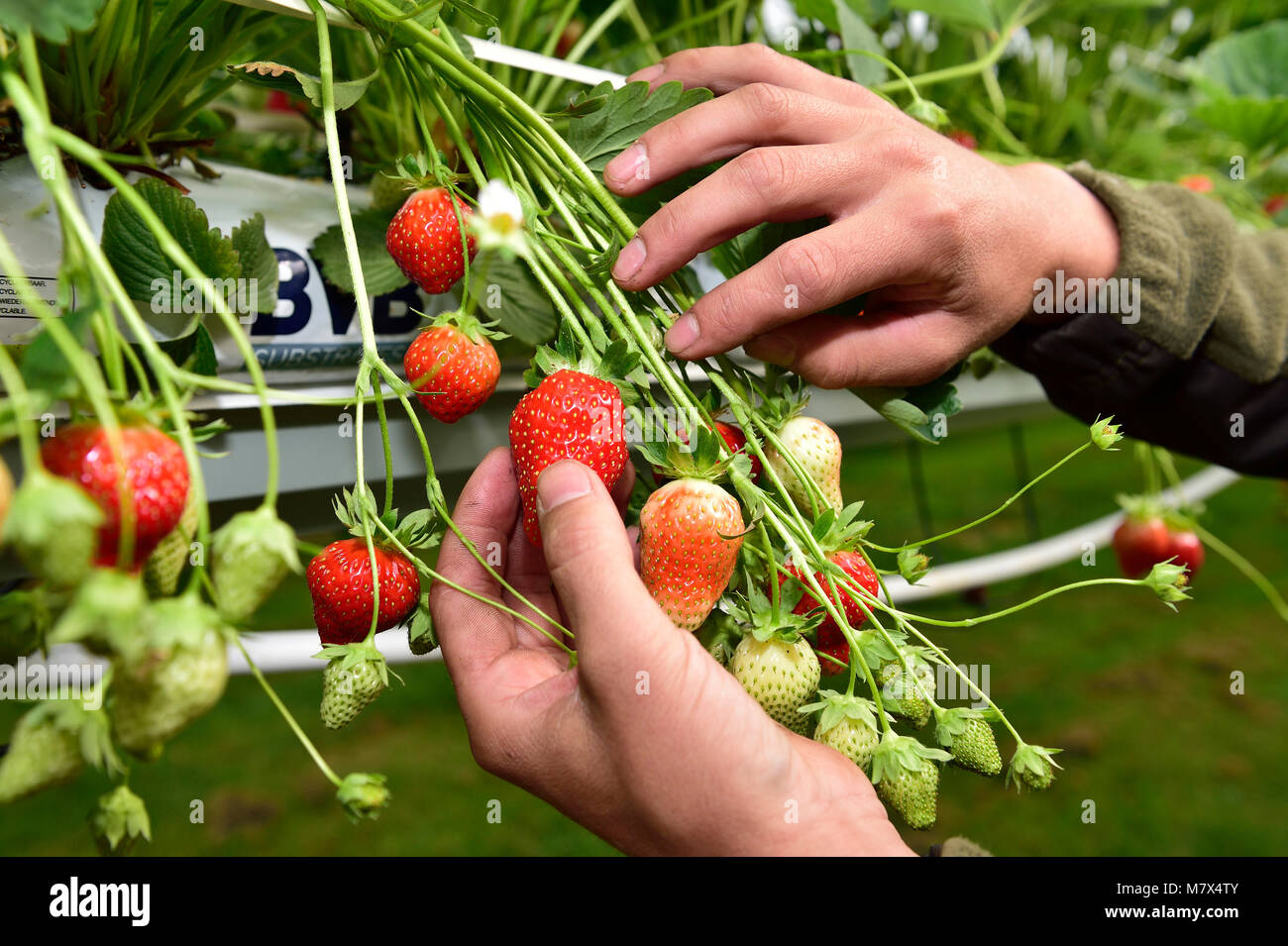 Guincourt (northern France) strawberries grown in soilless culture