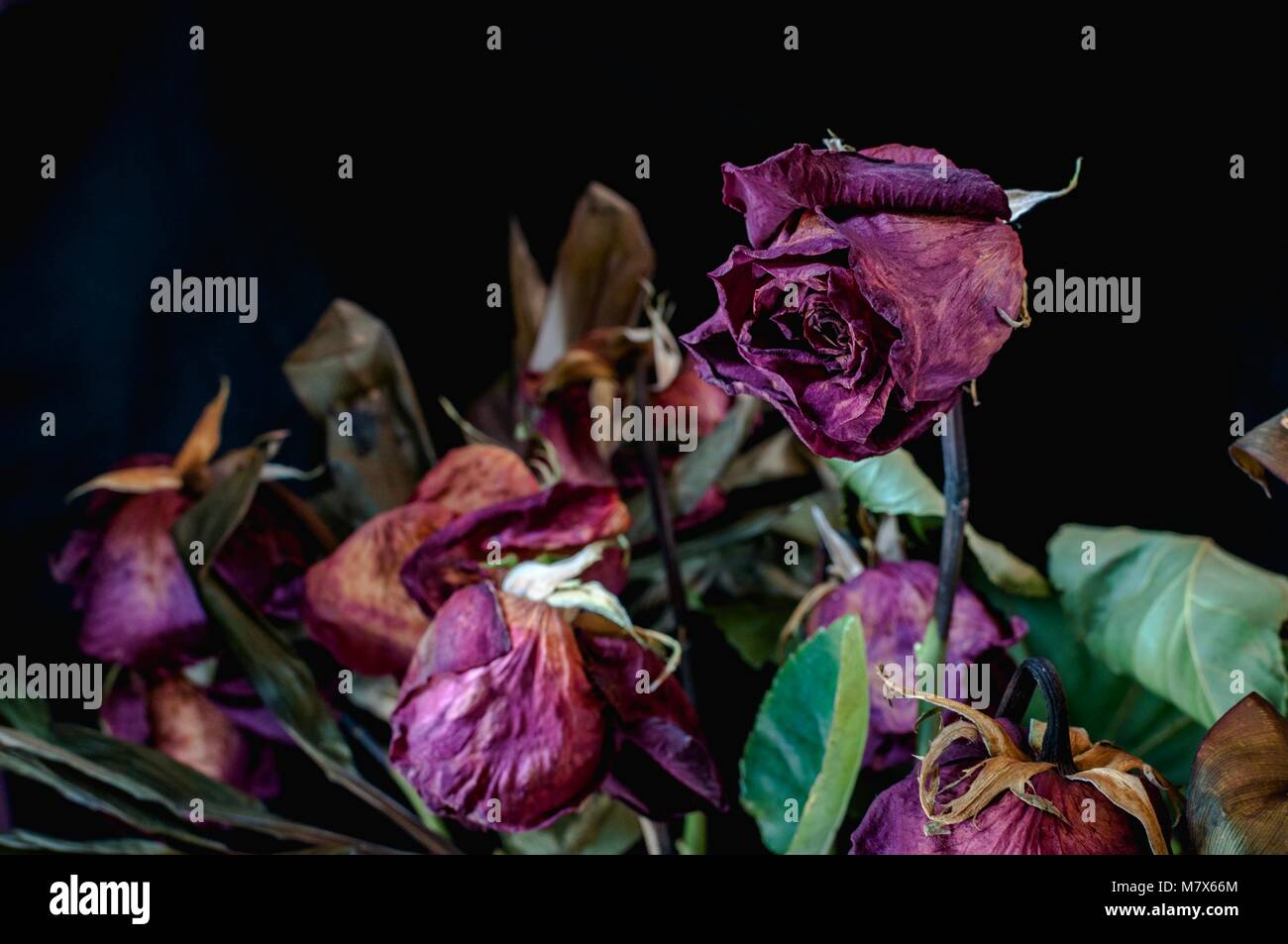 A closeup of a bunch of dried up, dead red roses against a black background Stock Photo
