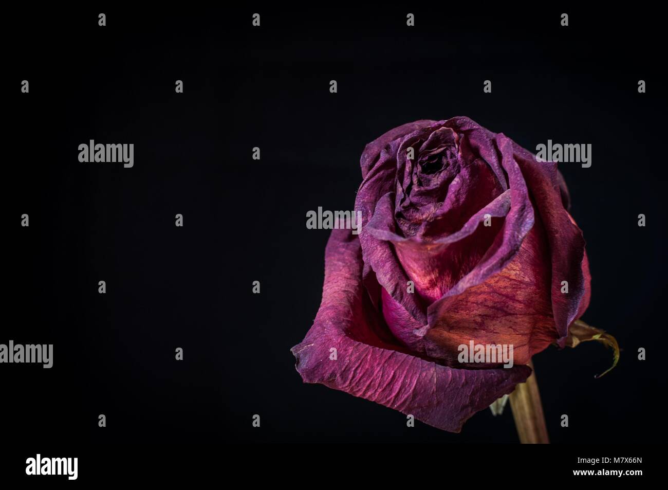 A single, dried up, dead rose against a black background Stock Photo