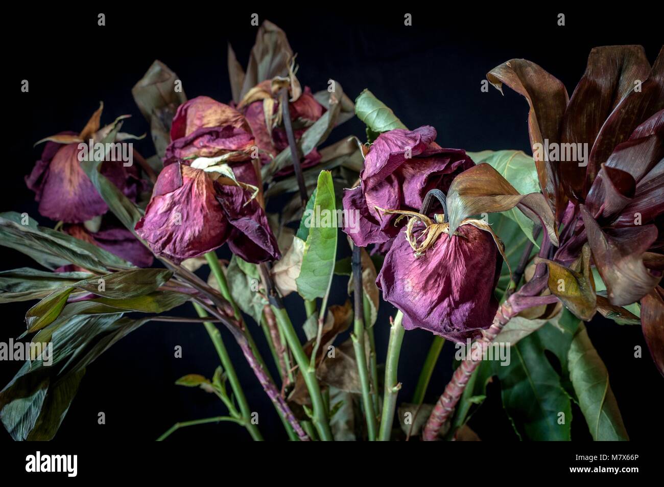 A bunch of dried up, dead red roses against a black background Stock Photo