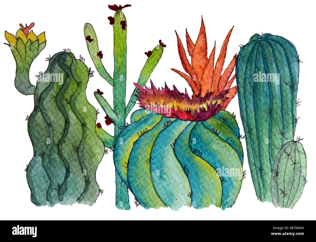 Cacti collection with flowers and other succulents Stock Photo Alamy
