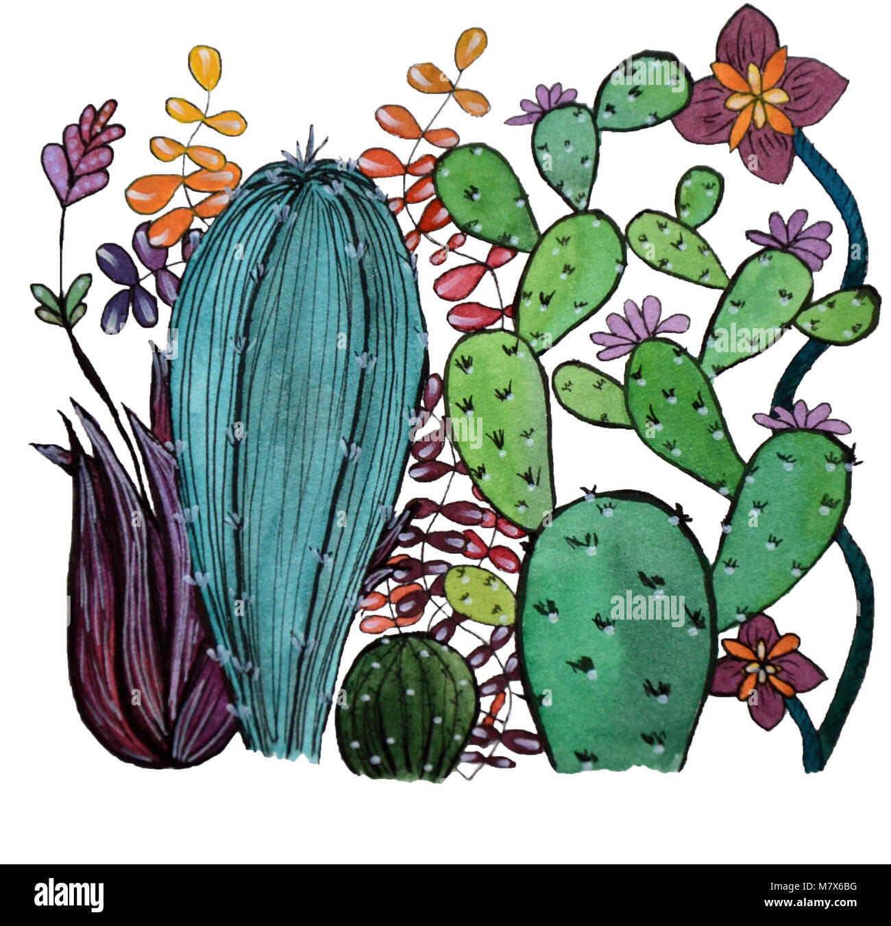 Cacti collection with flowers and other succulents Stock Photo Alamy