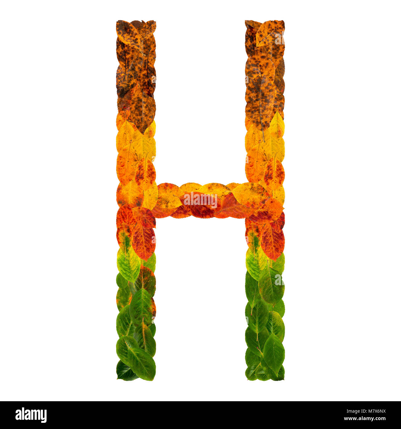 The Letter H In Nature