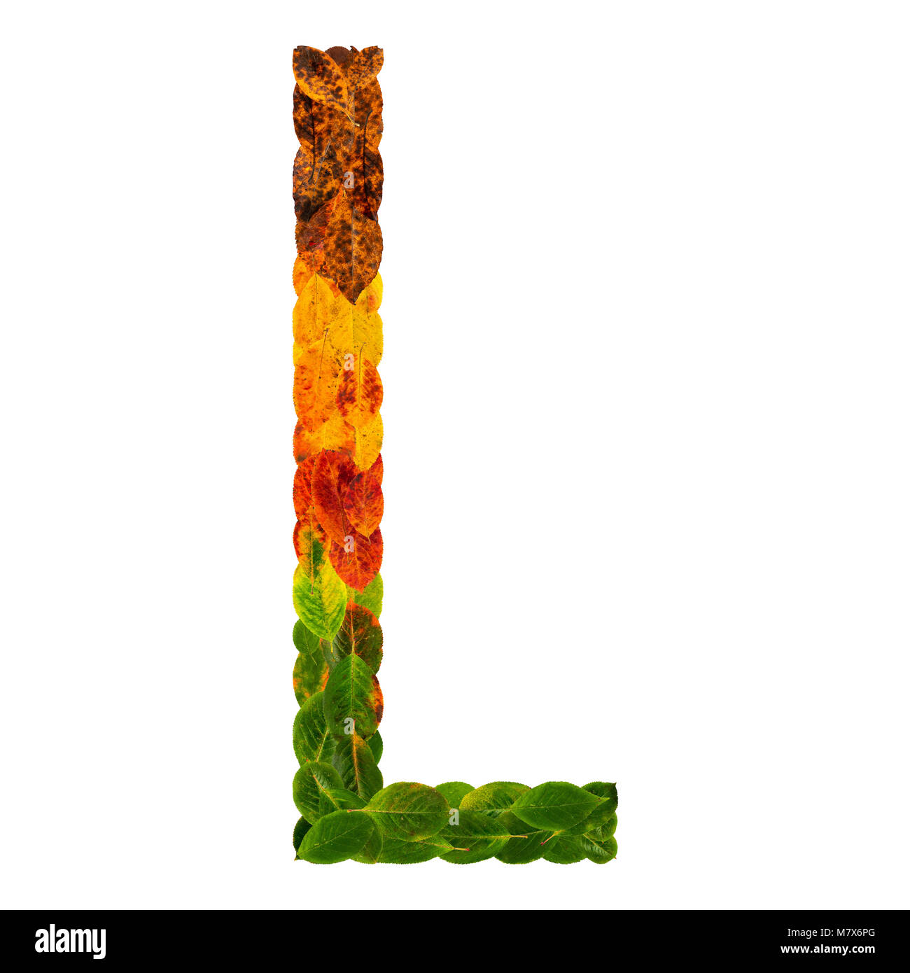 Autumn leaves bright letter L. Natural multi layers living leaves isolated  on white background. Colorful character of alphabet letter font. Element  nature for decoration, design inscription Stock Photo - Alamy