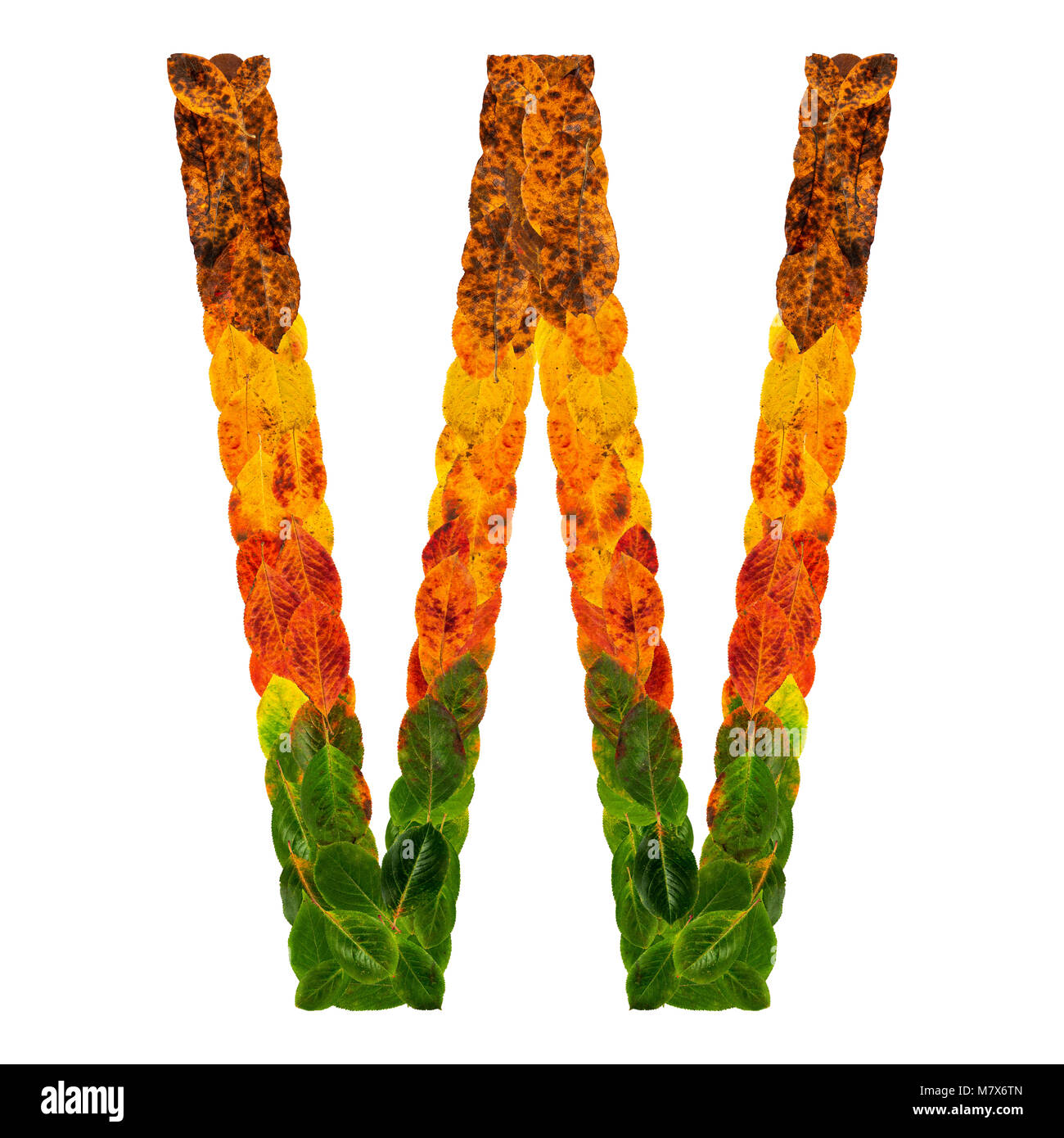 Autumn leaves bright letter W. Natural multi layers living leaves ...