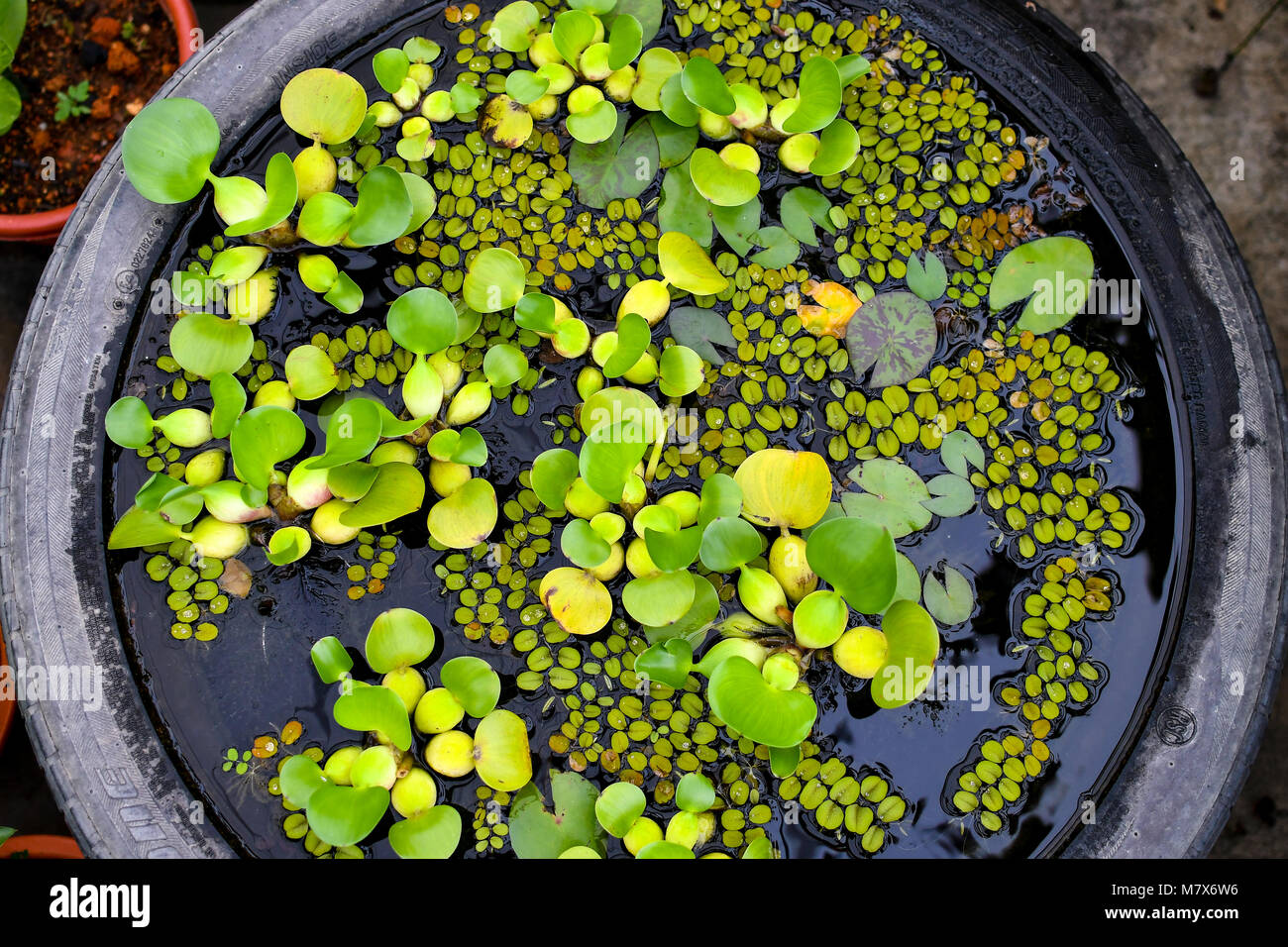 Eichhornia crassipes, commonly known as common water hyacinth Stock Photo