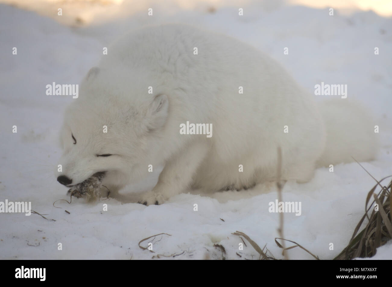 Arctic Fox Stock Photo